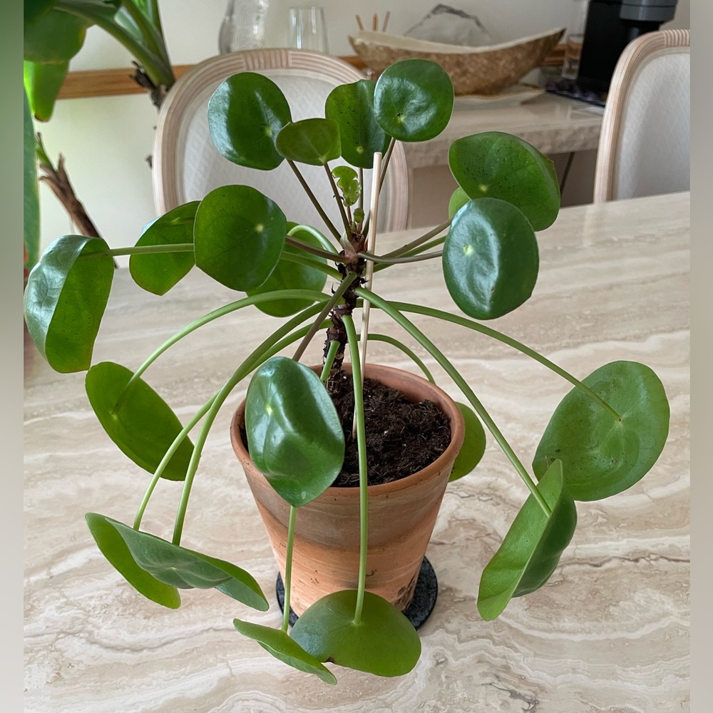 Pilea Peperomioides plant, 4 inch